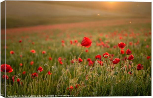 Poppies at sunset Canvas Print by Emma Varley
