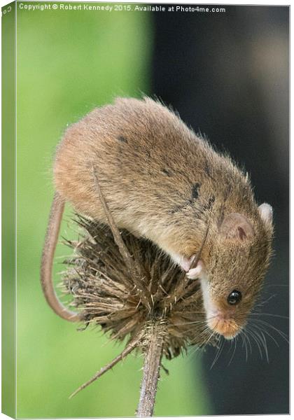 Harvets Mouse Canvas Print by Ravenswood Imagery