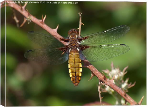 Broad-bodied Chaser Dragonfly Canvas Print by Ravenswood Imagery