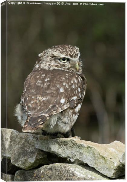  Little owl  Canvas Print by Ravenswood Imagery