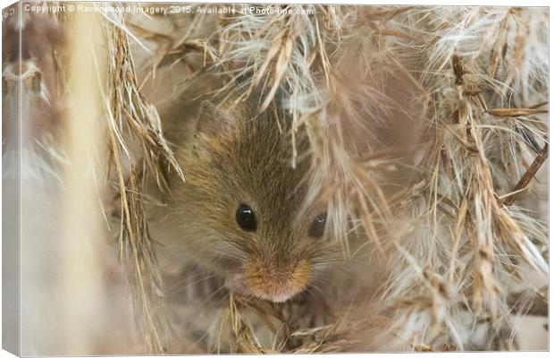  Mouse Nest Canvas Print by Ravenswood Imagery