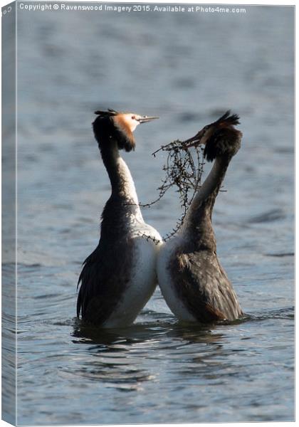  Courting Grebes Canvas Print by Ravenswood Imagery