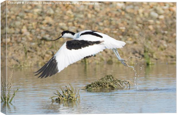  Avocet Take-off Canvas Print by Ravenswood Imagery