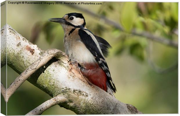  Woodpecker  Canvas Print by Ravenswood Imagery