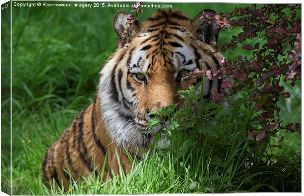  Tiger in Bloom Canvas Print by Ravenswood Imagery