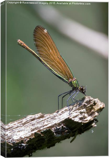  fairy wings Canvas Print by Ravenswood Imagery