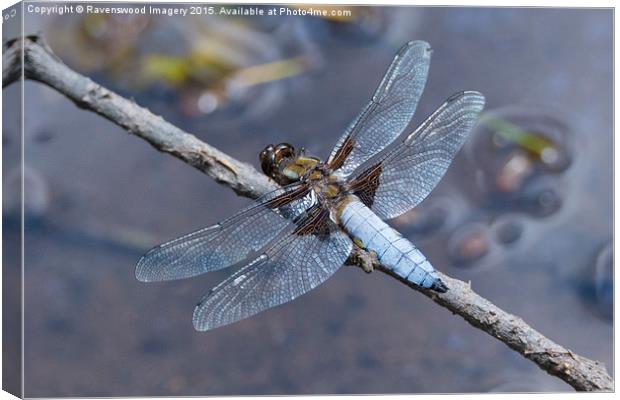  Broad Bodied chaser at rest Canvas Print by Ravenswood Imagery