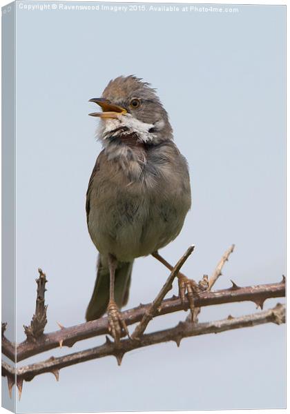 Whitethroat in song Canvas Print by Ravenswood Imagery