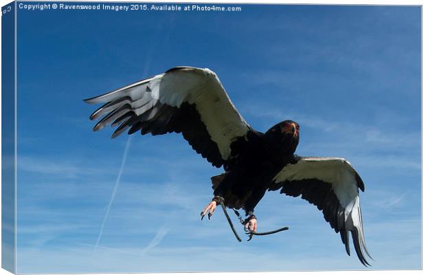 Bateleur in flight Canvas Print by Ravenswood Imagery