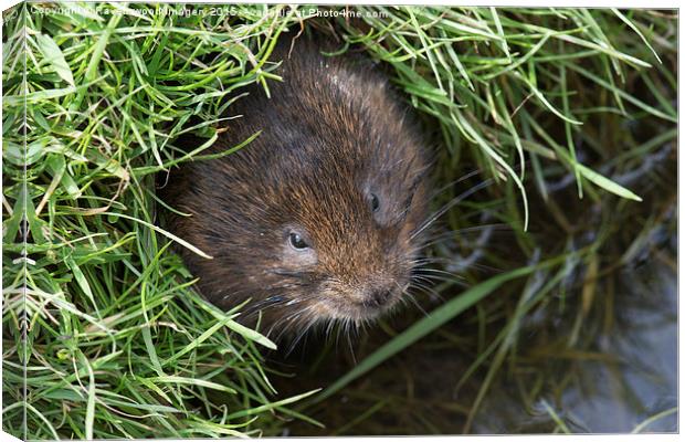  Vole in the Hole Canvas Print by Ravenswood Imagery