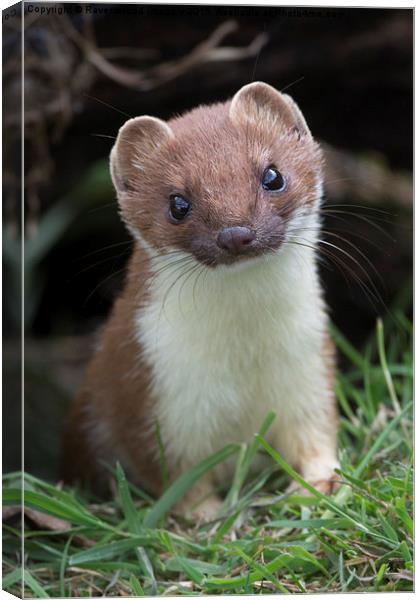  Stoatily Beautiful Canvas Print by Ravenswood Imagery