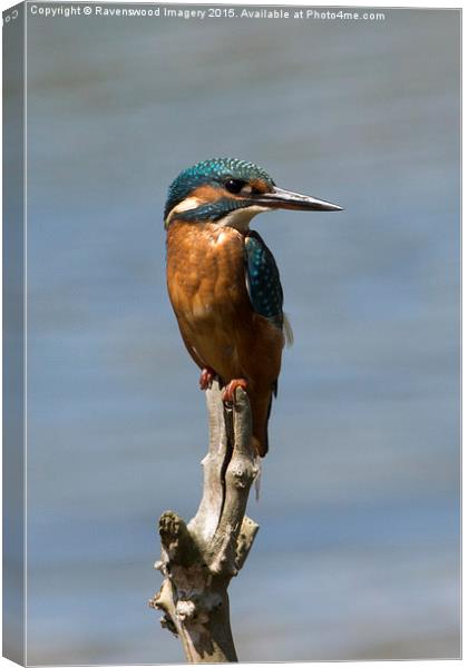  King of the Fishers Canvas Print by Ravenswood Imagery