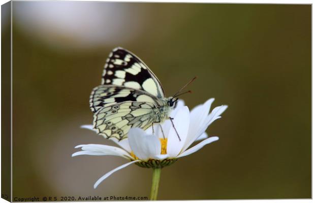Marbled White Butterfly Canvas Print by Rumyana Whitcher