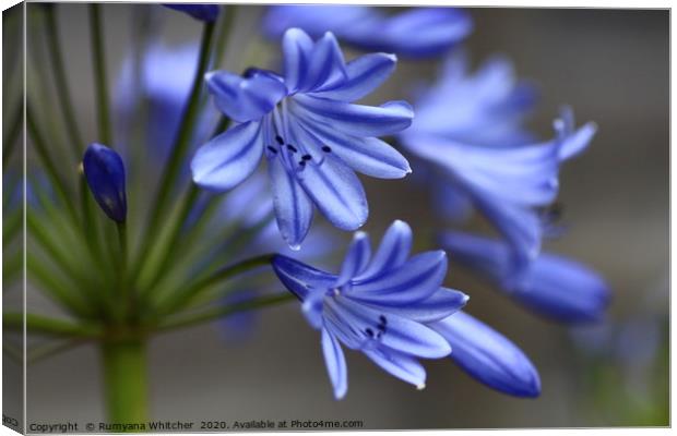 Agapanthus beauty Canvas Print by Rumyana Whitcher