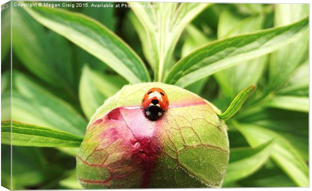  Ladybug Canvas Print by Megan Craig