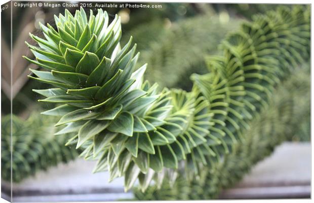 Monkey Puzzle Tree Canvas Print by Megan Chown
