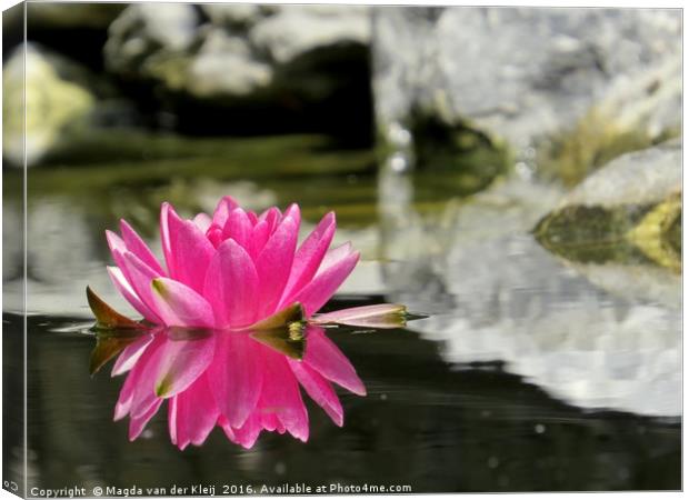 Pink water lily mirror in my pond Canvas Print by Magda van der Kleij