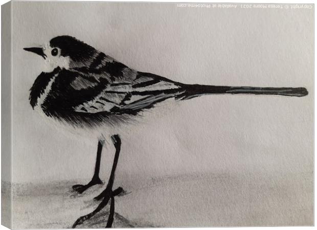 The curious Pied Wagtail of Winter Canvas Print by Teresa Moore