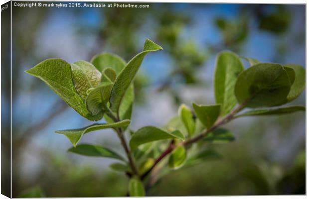  The hairs on the back on my neck Canvas Print by mark sykes