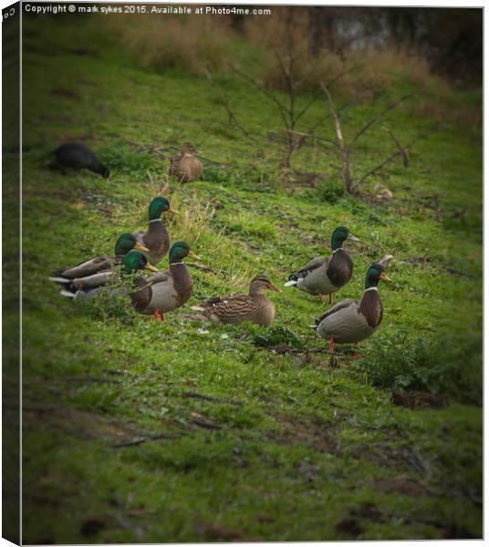 It's been a  Quacking Day (drakes guarding a duck) Canvas Print by mark sykes