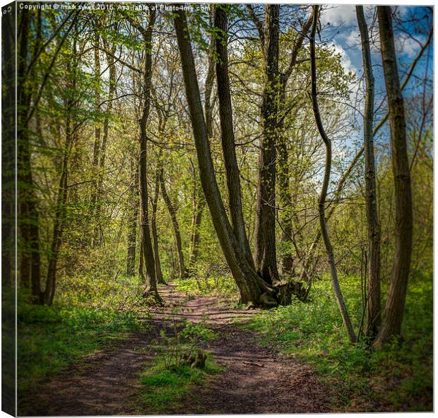  Ranscombe Wood Path Canvas Print by mark sykes