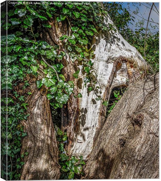 Creeping Ivy Canvas Print by mark sykes