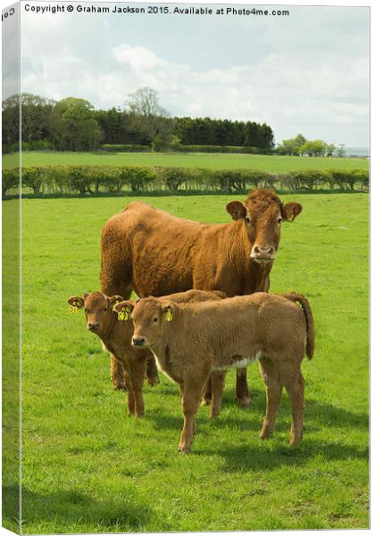  Limousin Cow and calves Canvas Print by Graham Jackson