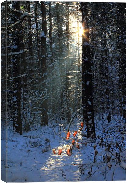  Forest Snow Canvas Print by Graham Jackson