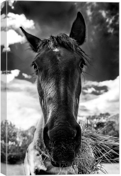 Why the long face? Canvas Print by Jade Scott