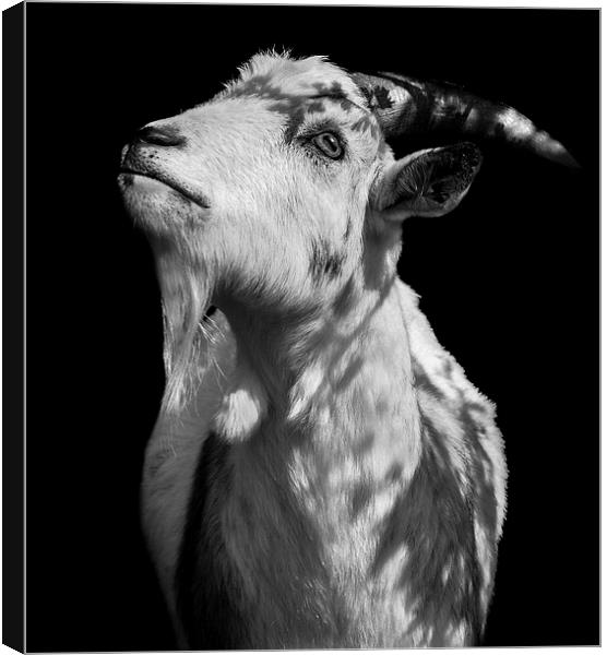  Oh Holy Goat Canvas Print by Jade Scott