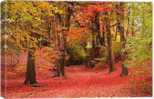  Haigh Hall in the autumn Canvas Print by Rob Medway