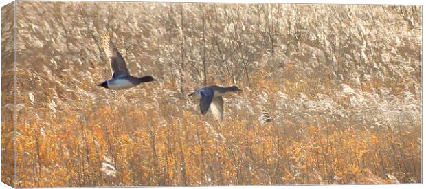  Birds in flight at Martin Mere Canvas Print by Rob Medway