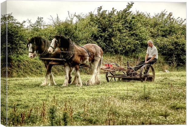  Working shire horses in Ireland Canvas Print by Rob Medway
