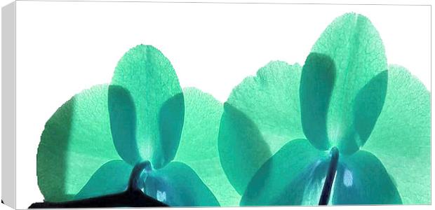  Green petals in the rays Canvas Print by Rob Medway