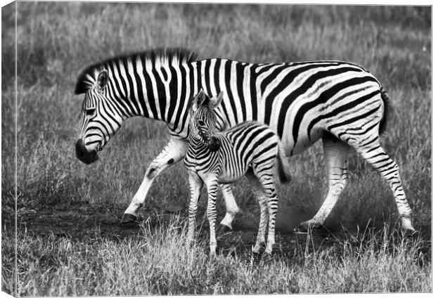 Zebra and foal Canvas Print by tim miller