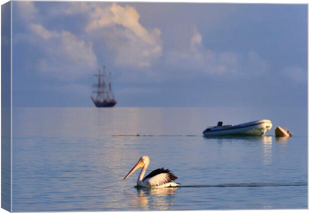 Pelican and sailing ship Canvas Print by tim miller