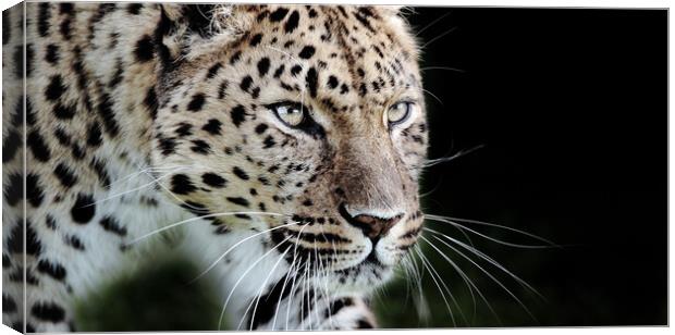 leopard prowling Canvas Print by tim miller