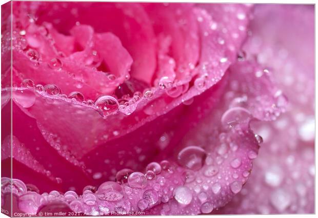 water droplets on a rose Canvas Print by tim miller