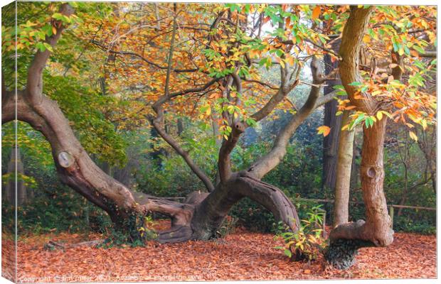 The climbing tree in autumn Canvas Print by tim miller