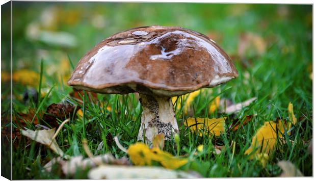 Suillus Luteus  Canvas Print by angie hackett