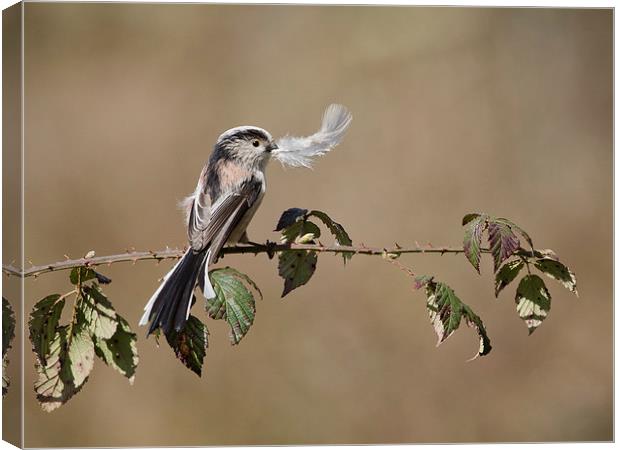  long tail tit with feather Canvas Print by paul hudson