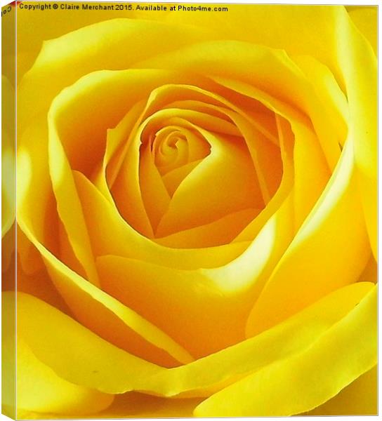 Yellow Rose Canvas Print by Claire Merchant