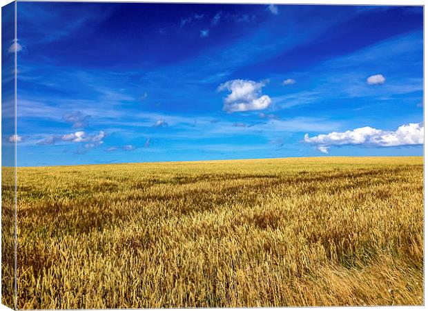Fields of Golden Glory Canvas Print by Naylor's Photography