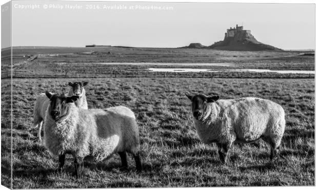 Black and White Sheep of Lindisfarne.............. Canvas Print by Naylor's Photography