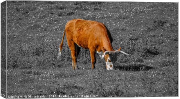 The Coloured Cow Canvas Print by Naylor's Photography