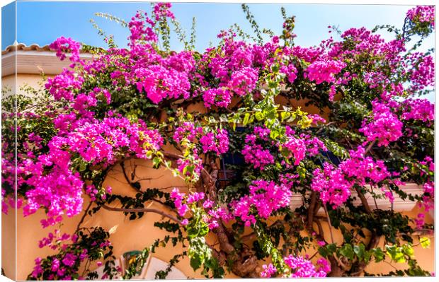Photo of Assos - Bougainvillea Canvas Print by Naylor's Photography
