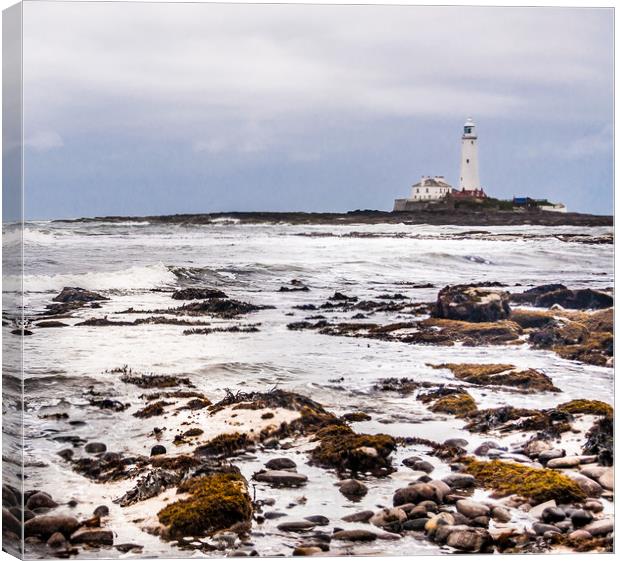St Mary's Lighthouse from afar Canvas Print by Naylor's Photography