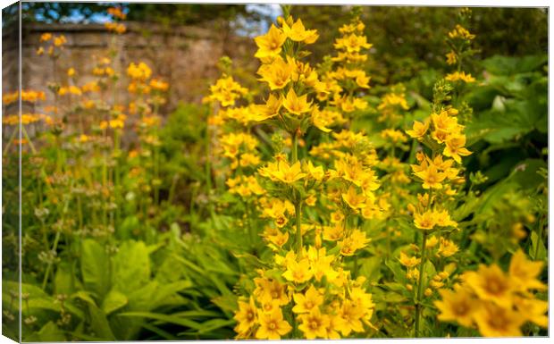 The tall and handsome Yellow Loosestrife  Canvas Print by Naylor's Photography