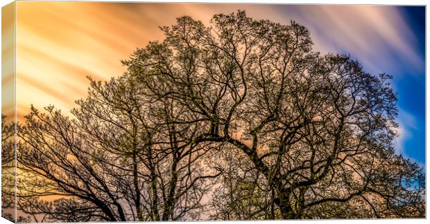Tree Digital Art in Colour Canvas Print by Naylor's Photography