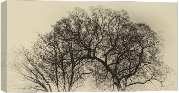 Tree Digital Art  Canvas Print by Naylor's Photography